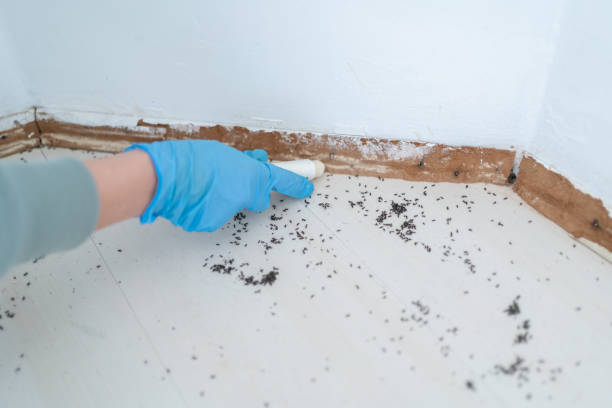 Best Local Pest Control Services  in Ogdensburg, NJ